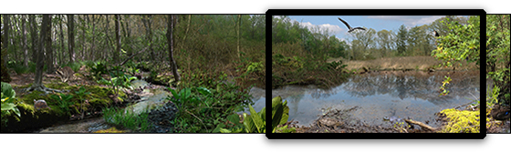 wetlands pan