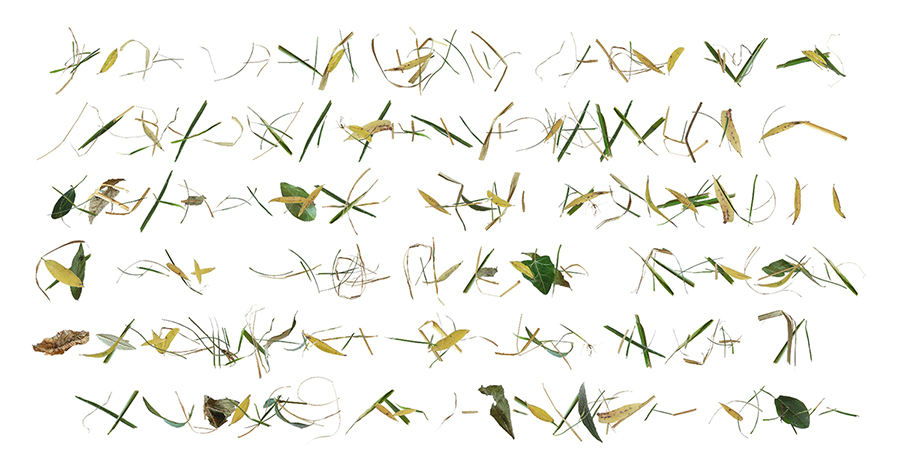 grass1