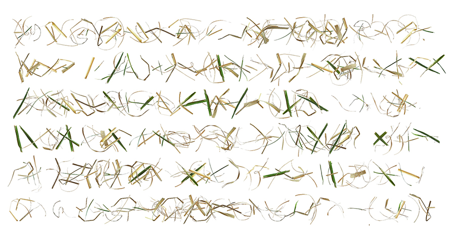 grass2